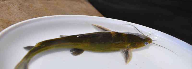 颡 黄颡鱼和鲶鱼的区别