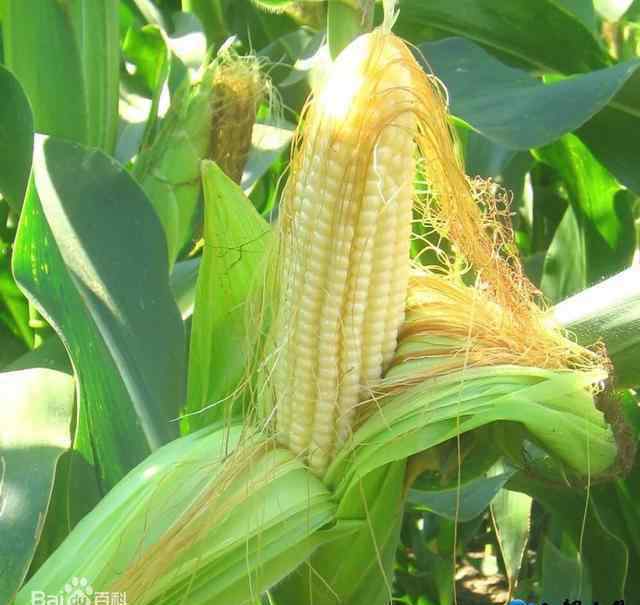 黄淮地区包括哪些地方 黄淮地区适合种植哪些玉米品种？