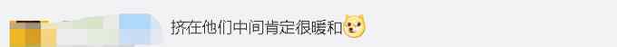 东北虎也扛不住哈尔滨的冷？航拍角度像一堆毛毛虫？揭秘“百兽之王”如何过冬