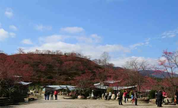 韶关樱花峪 韶关樱花峪有什么好玩的