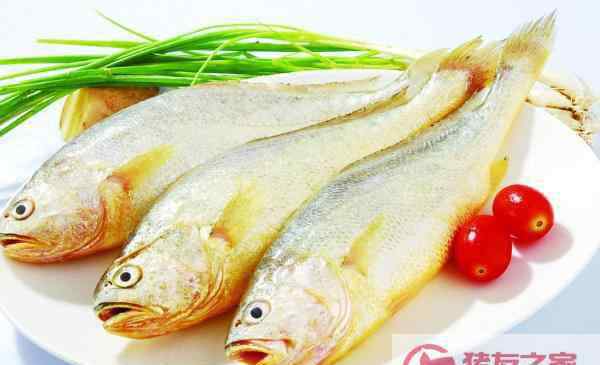 黄花鱼的营养价值 黄花鱼功效与作用及禁忌 黄花鱼的营养价值