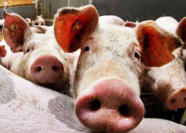环保养猪 环保要求：猪场没有这8个证件，一律关停处理！