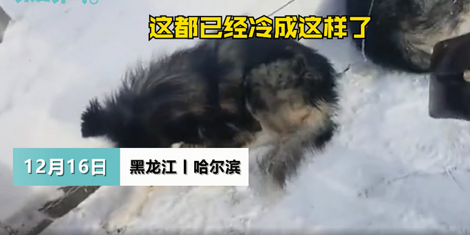 哈尔滨亚布力滑雪场被指虐待雪橇犬？工作人员否认：得拿出实质证据