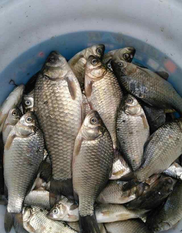 在河里钓鱼用什么鱼饵 黄豆做饵料，比蚯蚓还好用，整条河大鲫鲤被吸引！越冷越上钩