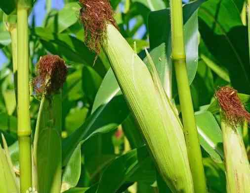 黄淮地区包括哪些地方 黄淮地区适合种植哪些玉米品种？