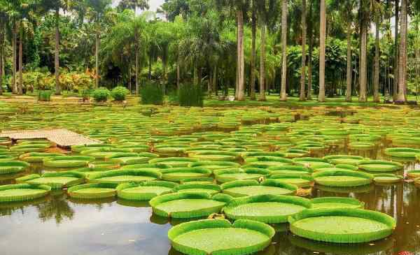 名树园 2020中国科学院西双版纳热带植物园旅游攻略 中国科学院西双版纳热带植物园有哪些景点