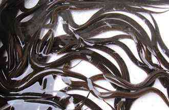 四川黄鳝养殖技术 黄鳝养殖的具备条件
