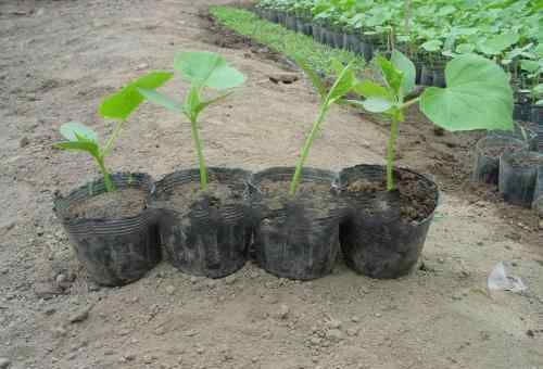 黄瓜种植技术和管理 黄瓜种植技术：如何做好黄瓜分苗后的促控管理？