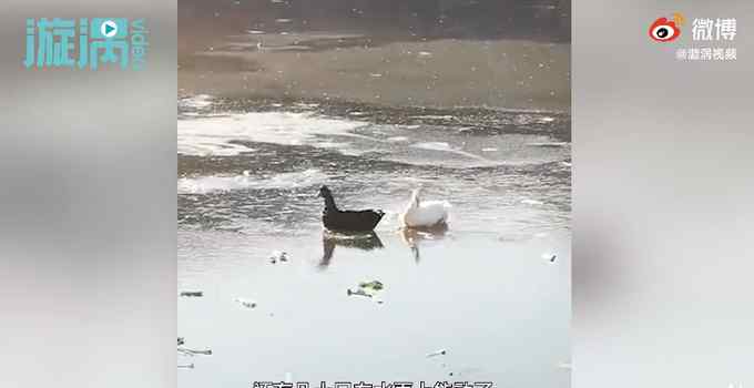 “真冻鸭”！大连一公园鸭子被冻在冰面上一动不动 网友：心疼又好笑