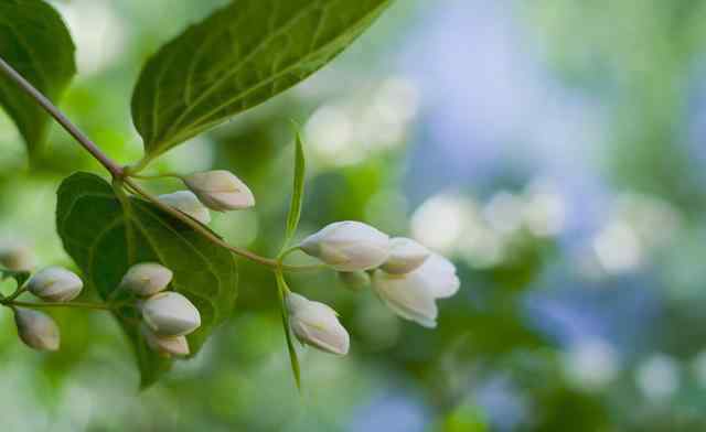 哪种花适合用鸡蛋壳肥 鸡蛋壳能不能给茉莉花施肥呢，老花匠说鸡蛋壳和茉莉花是绝配