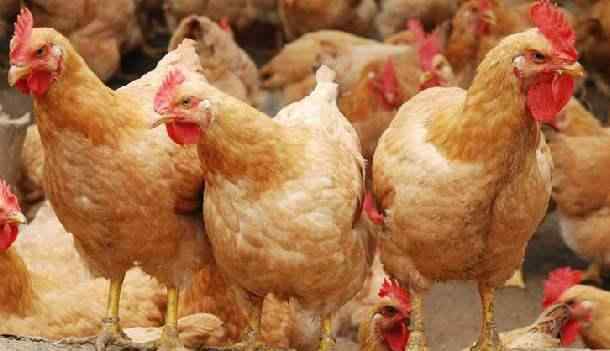 鸡马立克氏病 鸡马立克氏病详解：它有4种类型，养鸡户知道吗？