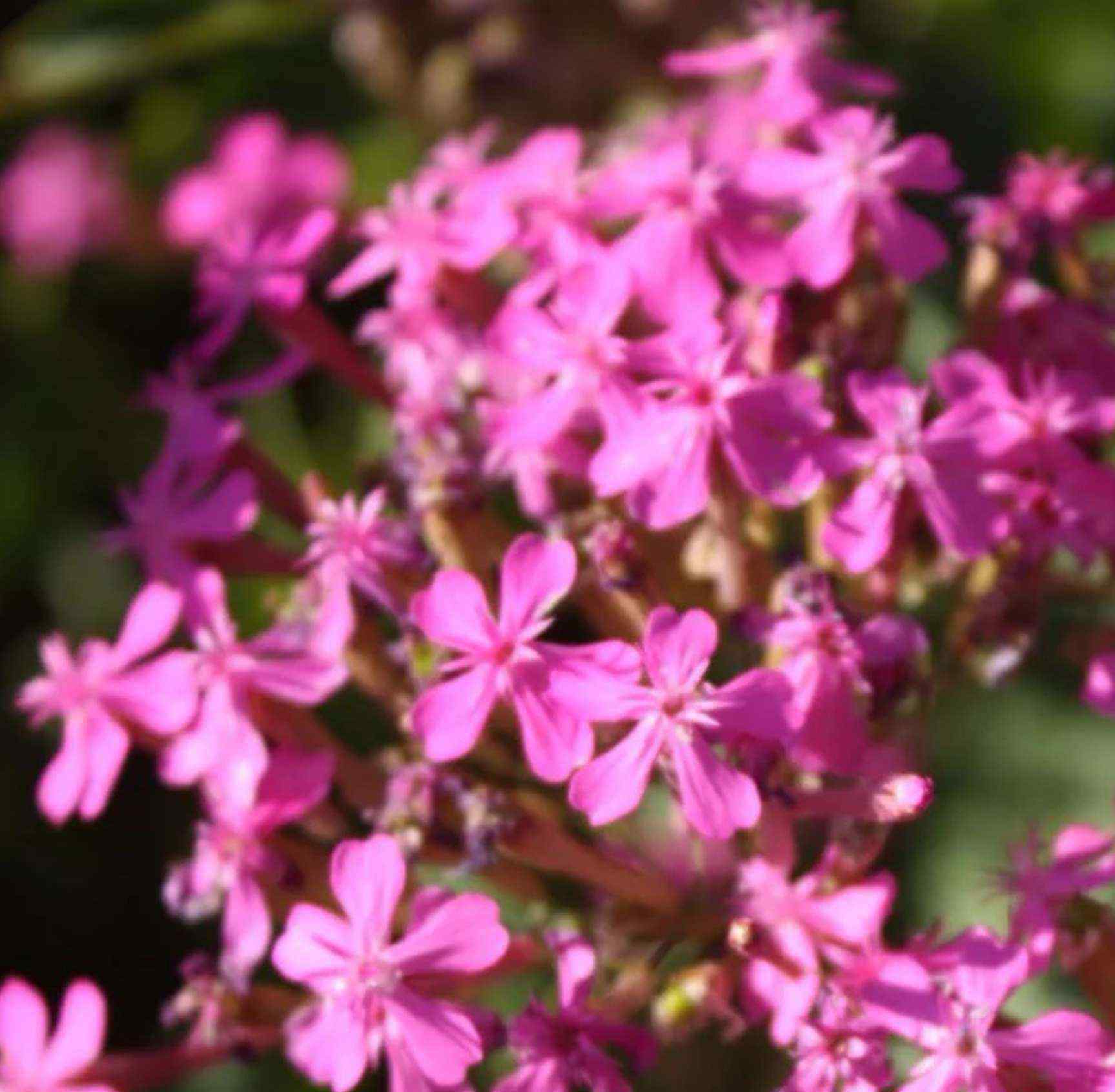 高雪轮 园林常见粉色系草花合集