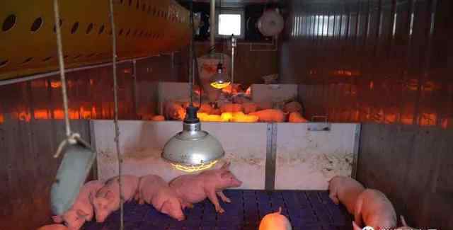 集装箱保温 集装箱养猪只需花5万，不仅小猪长得快长的好，还能避免环境污染
