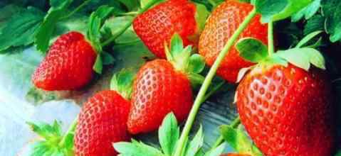四季草莓 家里也可以养四季草莓？终于一年四季都有草莓吃啦