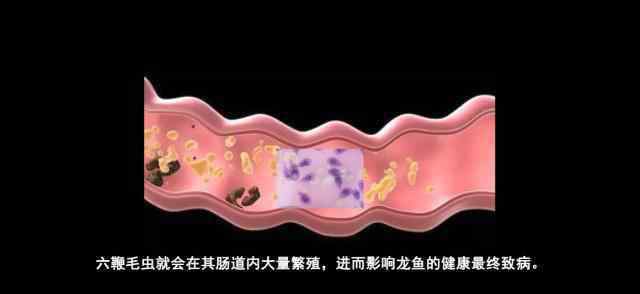 寄生虫恐怖吗 寄生虫这么可怕！注意了，你家龙鱼是不是得了寄生虫病