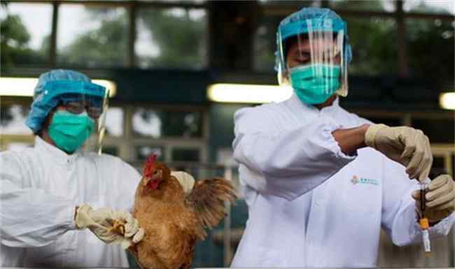 鸡禽流感症状图片 鸡禽流感的症状及防治措施