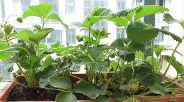 怎么种植草莓 家庭种盆栽草莓，一个简单的好方法，冬天提前猛结果