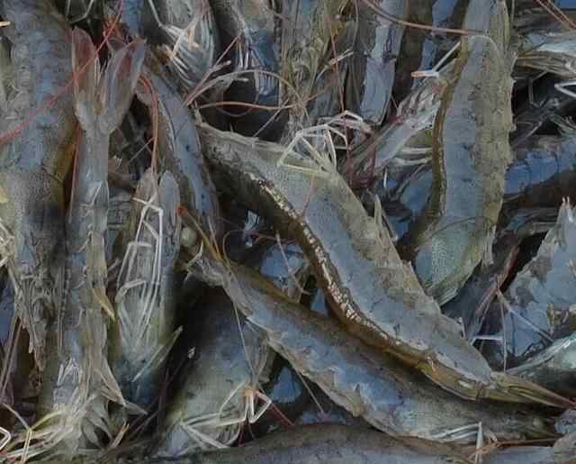 南美白对虾养殖技术 技术篇：土塘养殖南美白对虾技术！