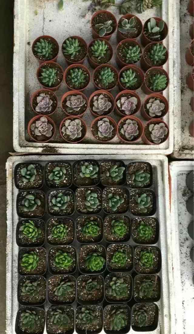 最便宜的多肉植物 家里多肉植物太多摆地摊去卖，10元7盆太便宜了