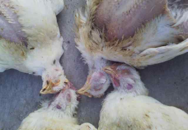 鸡突然死亡的原因有三 鸡也会猝死和瘫痪，本文告诉养鸡户原因和解决方案！
