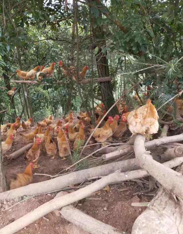 鸡流感 鸡流行性感冒判断诀窍