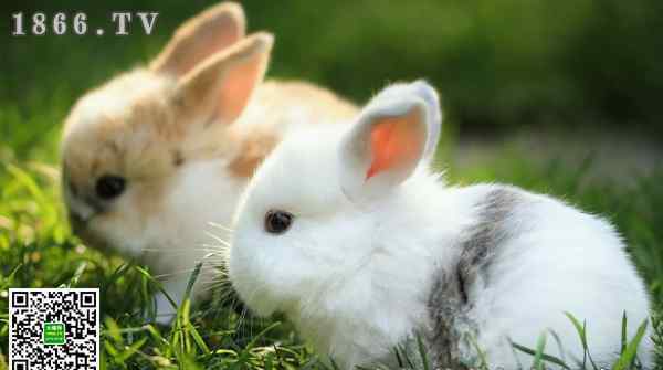 养兔子家里运气超好 家里养兔子影响风水吗