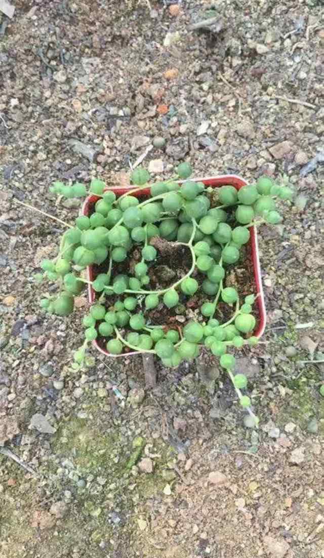 最便宜的多肉植物 家里多肉植物太多摆地摊去卖，10元7盆太便宜了