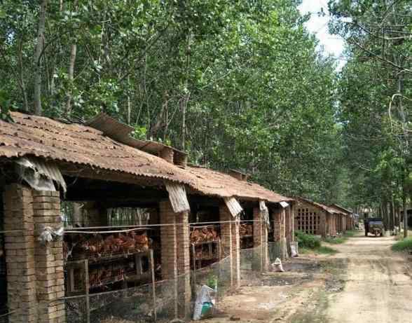 鸡舍 鸡舍的搭建与饲养，其实很多人一直都做错了