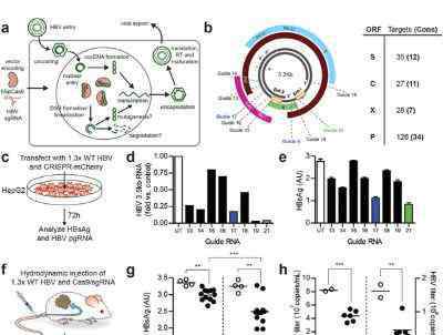 乙肝病毒DNA 基因编辑靶向“剪切”乙肝病毒 消除乙肝不是梦