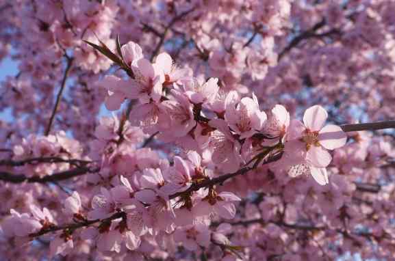 天津桃花堤 天津桃花堤几月可欣赏桃花 天津哪里可以看桃花