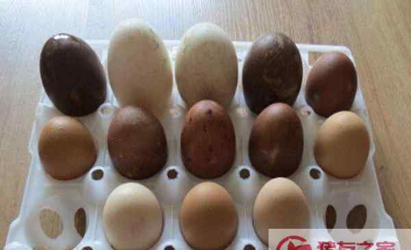 鸡蛋鸭蛋能一起吃吗 鸡蛋鸭蛋可以一起吃吗 鸭蛋好还是鸡蛋好