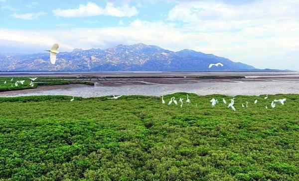 湛江红树林 2020湛江红树林国家级自然保护区门票地址交通及游玩攻略