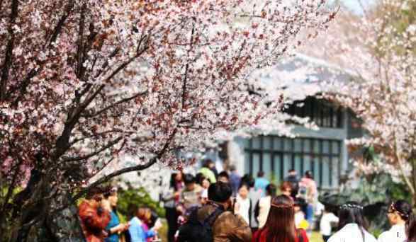 上海顾村公园樱花节 上海顾村公园樱花节2019时间+票价+花期+活动内容