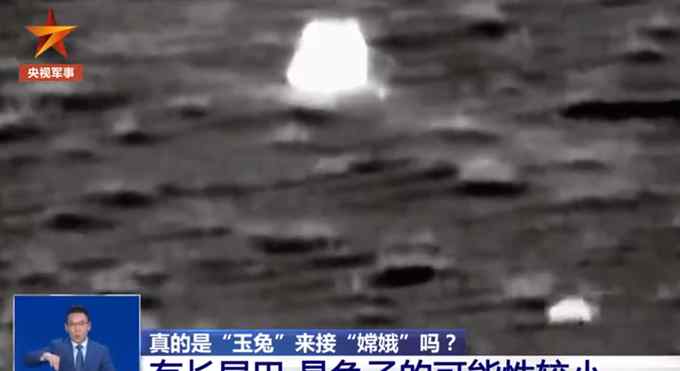 不是“玉兔”？动物专家称嫦娥五号前跑过的动物可能是沙狐