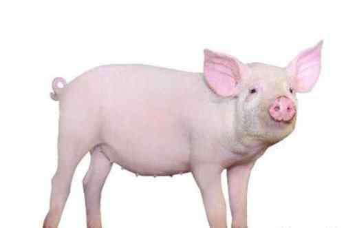 家猪 家猪的品种|全球家猪有多少品种?