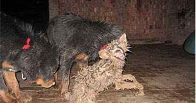 藏獒大帝 一獒战三狼 二獒敌一虎“东方神犬”藏獒的神话何时可以破