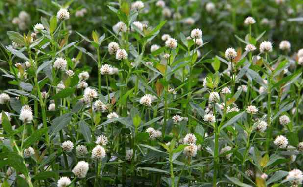 食用药材 它是湿地常见的一种野草，可供食用还是好药材，价值宝贵得重视