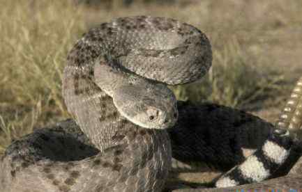 最毒的蛇 世界上最毒的蛇排名 最毒竟是它?