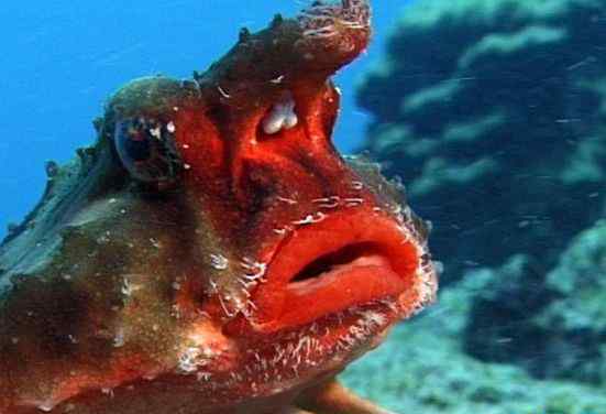 世界最丑的鱼 世界上最丑的鱼 水滴鱼丑到没朋友