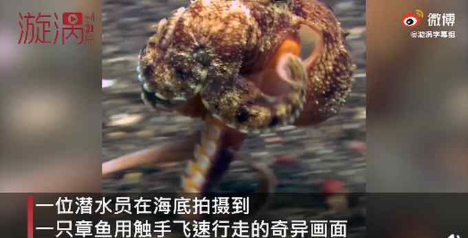 章鱼在海底用触角飞速行走 动作自如与人类无异 画面奇异逗笑网友