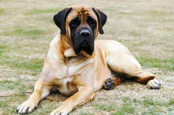 德国大丹犬 世界上最大的狗排名 德国大丹犬排第一