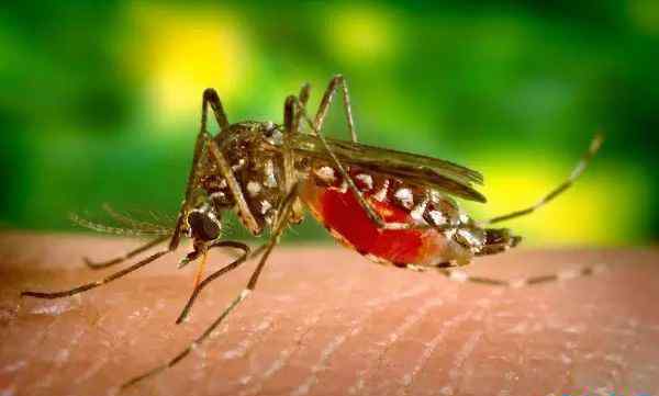 蚊子的寿命有多长 蚊子的寿命有多长？ 大部分蚊子仅有3-7天的寿命