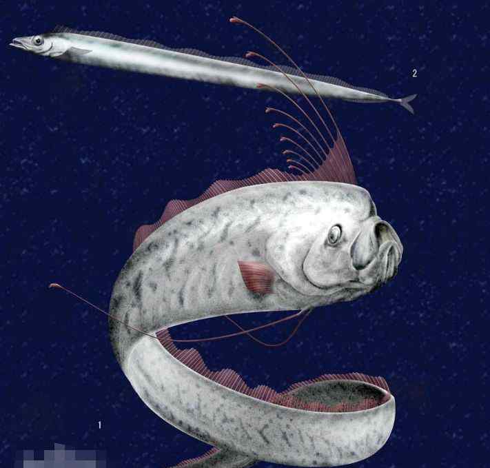 黄带鱼 臻迪百科（028）| 皇带鱼哪是鱼？这明明是龙呀