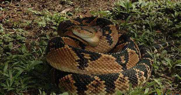 世界上最大的蛇 世界上最大的蛇Top10 最大的蛇竟有14.6米！