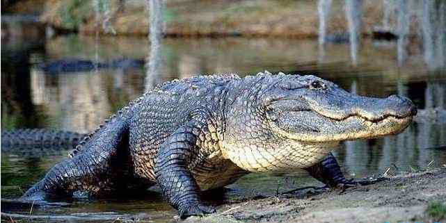 世界上最大的鳄鱼 十种世界上最大的鳄鱼 这种鳄鱼体型惊人