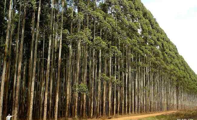 长得最快的杨树品种 世界上生长速度最快的植物 杂交杨树每年可以生长十英尺