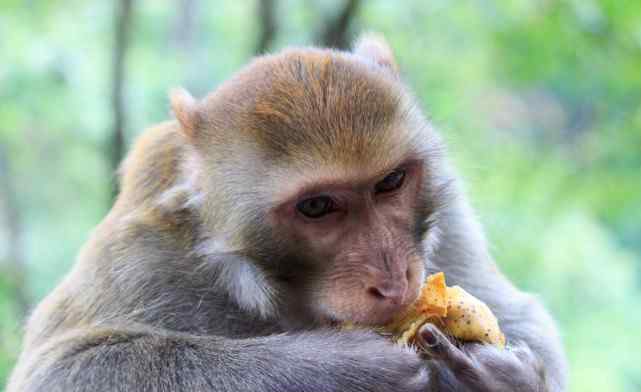 猴子宠物 猴子究竟能不能当宠物养？养过猴子的人回应：想多活几天就别养