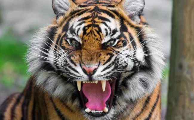 老虎是百兽之王吗 关于老虎的十大事实 了解一下你所不知道的百兽之王