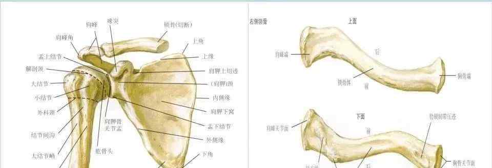 肱骨 收藏丨超全肩关节解剖图解