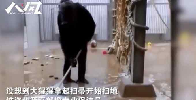 外国一饲养员把扫帚落在大猩猩屋子里 回来发现它正在打扫 姿势太专业
